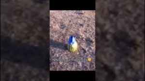 все мемы "арбуз арбуз привет"