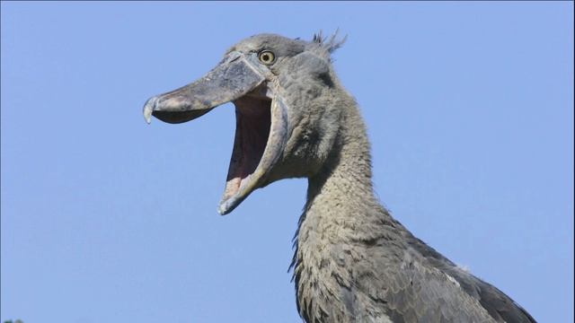 🌍 КИТОГЛАВ: самая СТРАННАЯ ПТИЦА в мире смотреть онлайн