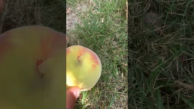 Peach 🍑 Extreme 486. Конец персикового сезона , самый поздний