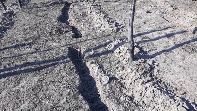 Работы на винограднике в марте!!! смотреть онлайн