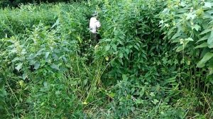 Зашёл в крапиву)))