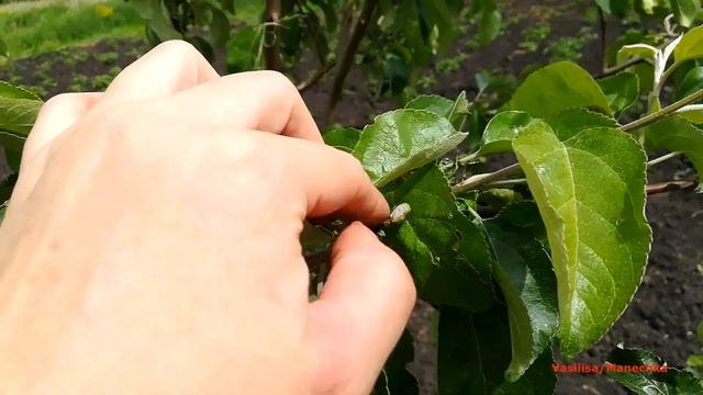 Обзор огорода в середине июня. Обзор картошки/ Моя люб? смотреть онлайн