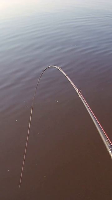 Нашли чем закрыться. Трофей дубны #shorts #fishing #xbaits