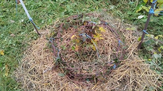 ежевика Вилд,готовлю к зимовке.2 год вегетации