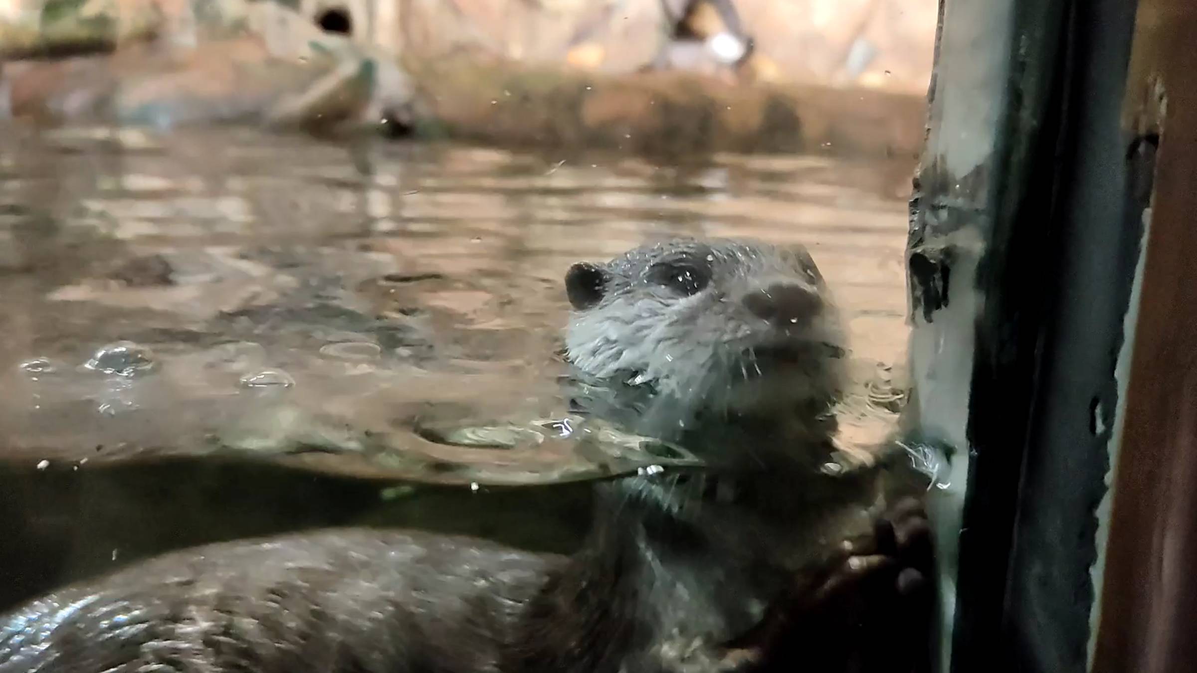 Выдры в Санкт-Петербургском океанариуме смотреть онлайн
