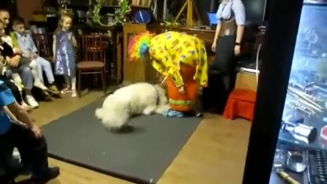 Программа " Цирк" смотреть онлайн