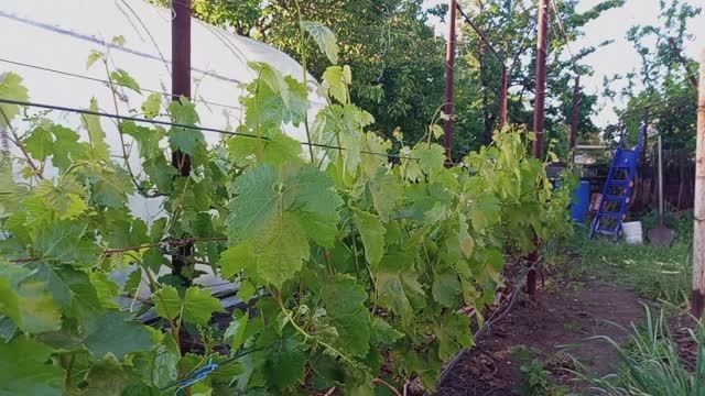 Восстановление винограда после заморосков. смотреть онлайн