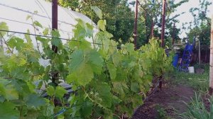 Восстановление винограда после заморосков.