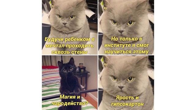 МИМИМЕТР в реальной жизни ))) Приколы с котами | Мемозг 1140 смотреть онлайн