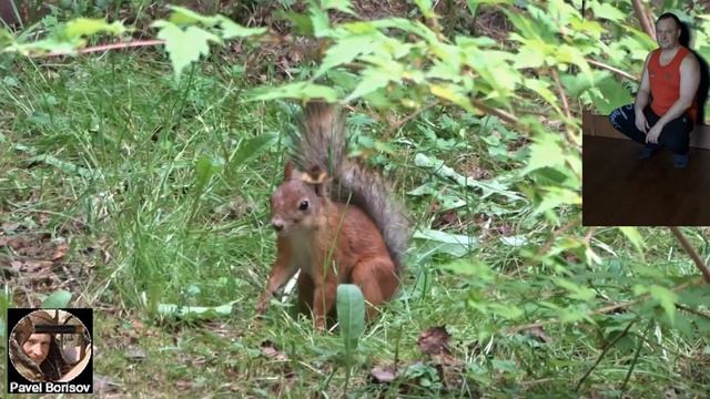 Зарядка с белкой! 1 Апрельская шутка ПЕСНЯ и ВИДЕО #юмористическийконтент #белка #зарядка #jokevide смотреть онлайн