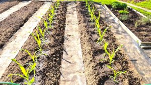 Посадка рассады кукурузы в открытый грунт