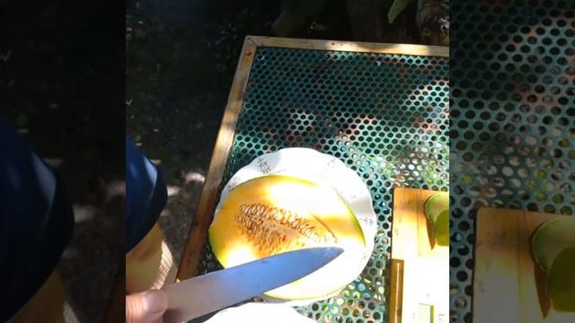 Диня Емір F1 Дыня Эмир #диня #melon #дыня #эмир #sweety #sweet #juicy #