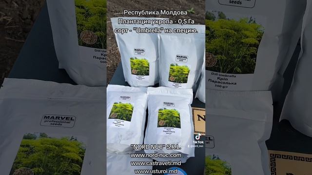 Республика Молдова - плантация укропа 0,5 Га сорт 