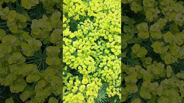 Весенняя музыка природы смотреть онлайн