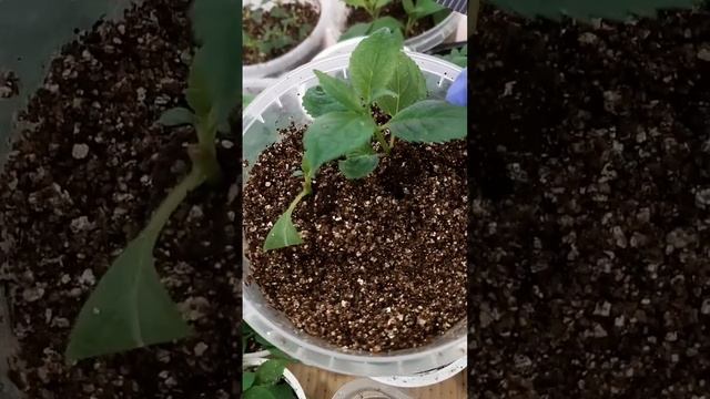 ⚡⚡В чём лучше УКОРЕНИТЬ🪴🪴Зелёные черенки 🌱🌱мете смотреть онлайн