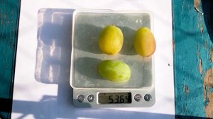 ВИНОГРАД СИРЕНЕВЫЙ селекции КАЛУГИНА В.М. сезон2024