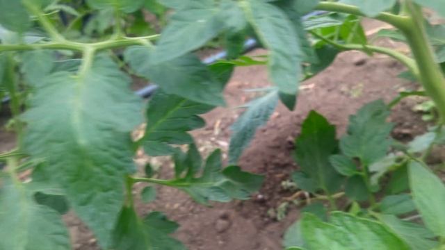 ТОМАТ АГИЛИС F1.Основные ПРАВИЛА Выращивания ВЫСОКОРО? смотреть онлайн