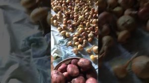 Какая картошка.Лук настелила сушить.