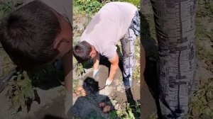 Картошка с интернет магазина сорт ЛЮКС часть 1