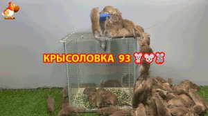 Крысоловка вариант (93) 🐀 Как сделать крысоловку своими руками и поймать кучу крыс 🐀🐁🐀