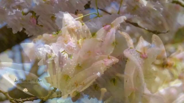 "Новые крылья " песня на стихи Е. Железновой, исполнени? смотреть онлайн