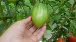 Томат ИТАЛЬЯНСКИЙ ЖЕРЕБЕЦ. Обзор сортов ТОМАТОВ!