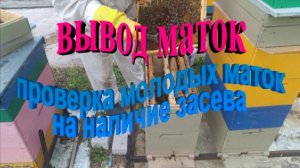 Вывод маток. Проверка молодых маток на наличие засева