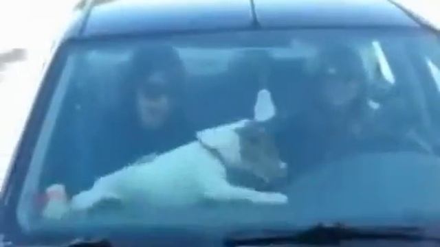 Кошка перед зеркалом смотреть онлайн