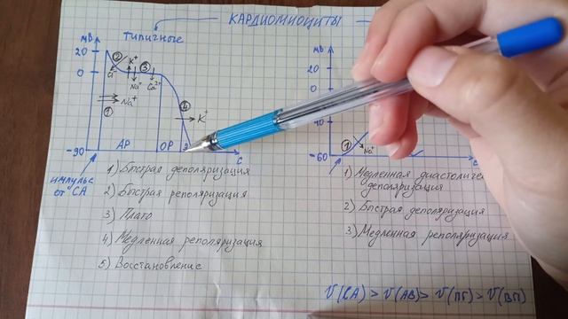 Потенциал действия кардиомиоцитов смотреть онлайн
