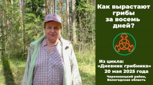 Как вырастают грибы за восемь дней? "Дневник грибника"  20 мая 2025 года.