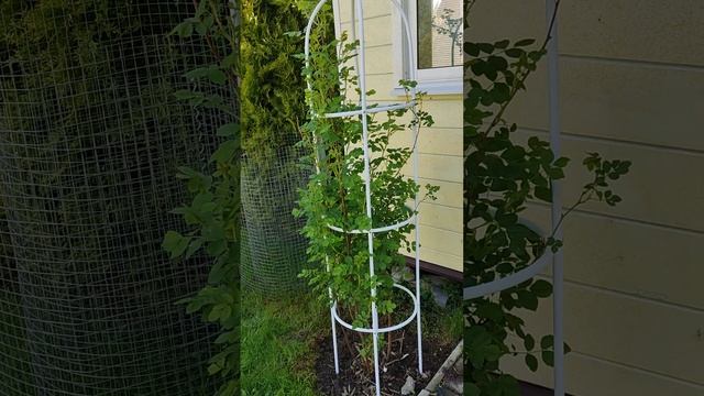 Опоры для роз своими руками. смотреть онлайн