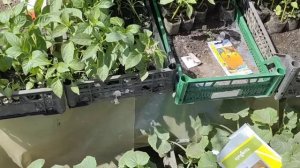 Посадили огурцы Илонара . Едем на рынок торговать.