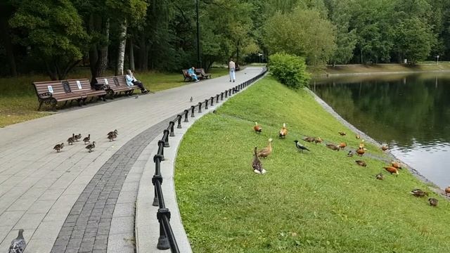 Утки в Останкино 2021 смотреть онлайн