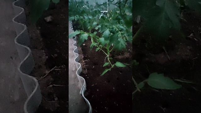 подкормка томатов в теплице.Правильно.Экономно. Эффективно.