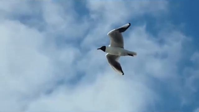 "ТЫ ДАЛ МНЕ КРЫЛЬЯ" - Анна СУЧКОВА (музыка ИОСИФ КОБРИН, смотреть онлайн