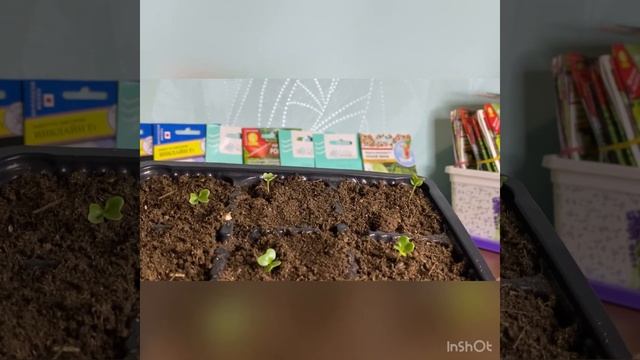 Взошла капуста)))