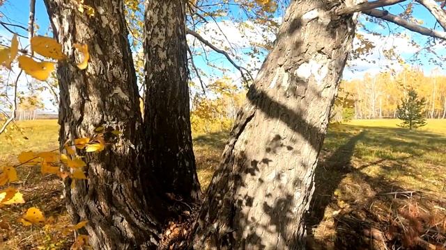 БЕРЁЗА БЕЛАЯ ВИКТОР ПЕТЛЮРА смотреть онлайн