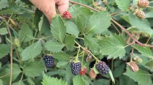 Виктория-сорт бесшипой ежевики с очень вкусной ягодой