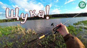 ЩУКА, ОКУНЬ В МАЕ НА СПИННИНГ В ДВУХ ШАГАХ ОТ ДОМА, ОТКРЫЛ СЕЗОН ПО ХИЩНИКУ 2025! РЫБАЛКА НА УРАЛЕ!