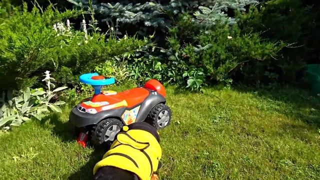 Такса Ника играет в прятки с белым кроликом. Забавные видео с таксами смотреть онлайн