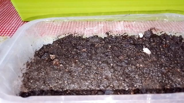 ПОСАДКА ФЛОКСА И ЕГО ВСХОДЫ смотреть онлайн