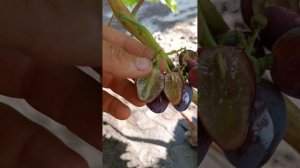 Виноград  кш ВЕЛЕТЕНЬ.