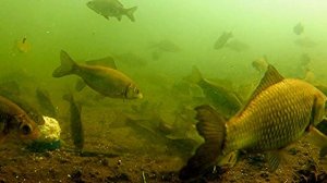 Опустил под воду УКРОП. Реакция рыбы. Подводная съёмка