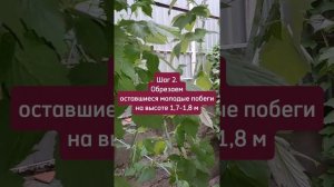 Как обрезать черную малину КУМБЕРЛЕНД. Летняя и осенн?