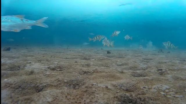 Боевые окуни. Подводное видео.Братское водохранилище. смотреть онлайн