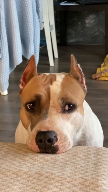 Скучно жить без собаки #shortvideo #amstaff #staff #стаффорд #стаффордширскийтерьер #амстафф #блог смотреть онлайн