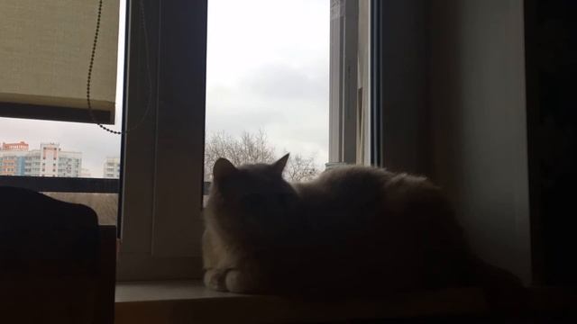 Кот Персик. Ускоренная съёмка №2. Cat Peach. Faster shooting №2 смотреть онлайн