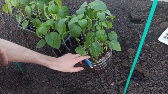 Посадка ПЕРЦЕВ и БАКЛАЖАН в парник или теплицу смотреть онлайн