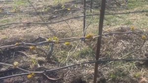 Подкормка винограда кальциевой селитрой