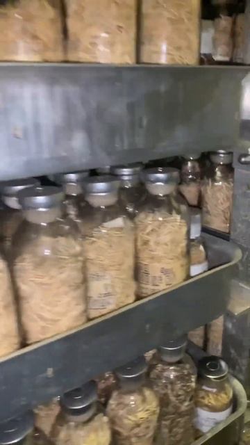 Банк семян! смотреть онлайн